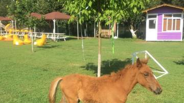 şirket pikniği